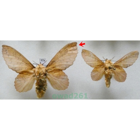 Gastropacha populifolia (Denis & Schiffermüller, 1775) pair Italy83a